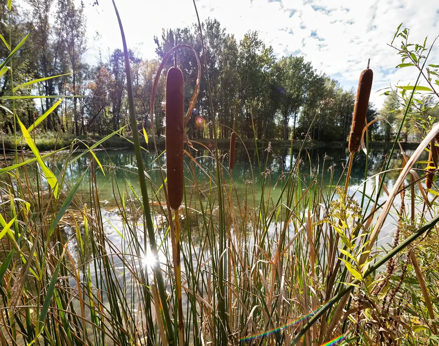 Das Renaturierungsprogramm bei der Traisen zeigte seine Fortschritte. Man sieht einen Auweiher mit Schilf.