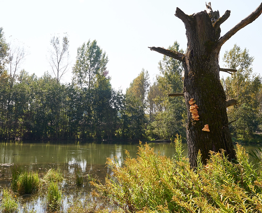 Ein Baum mit Baumpilz steht im seichten Wasser, rundherum grünt und blüht es. Die Sonne scheint.