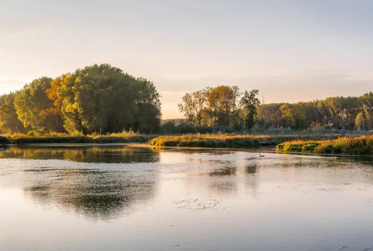 The river Traisen with trees in the background. A Waterbird circles on the calm vessel.