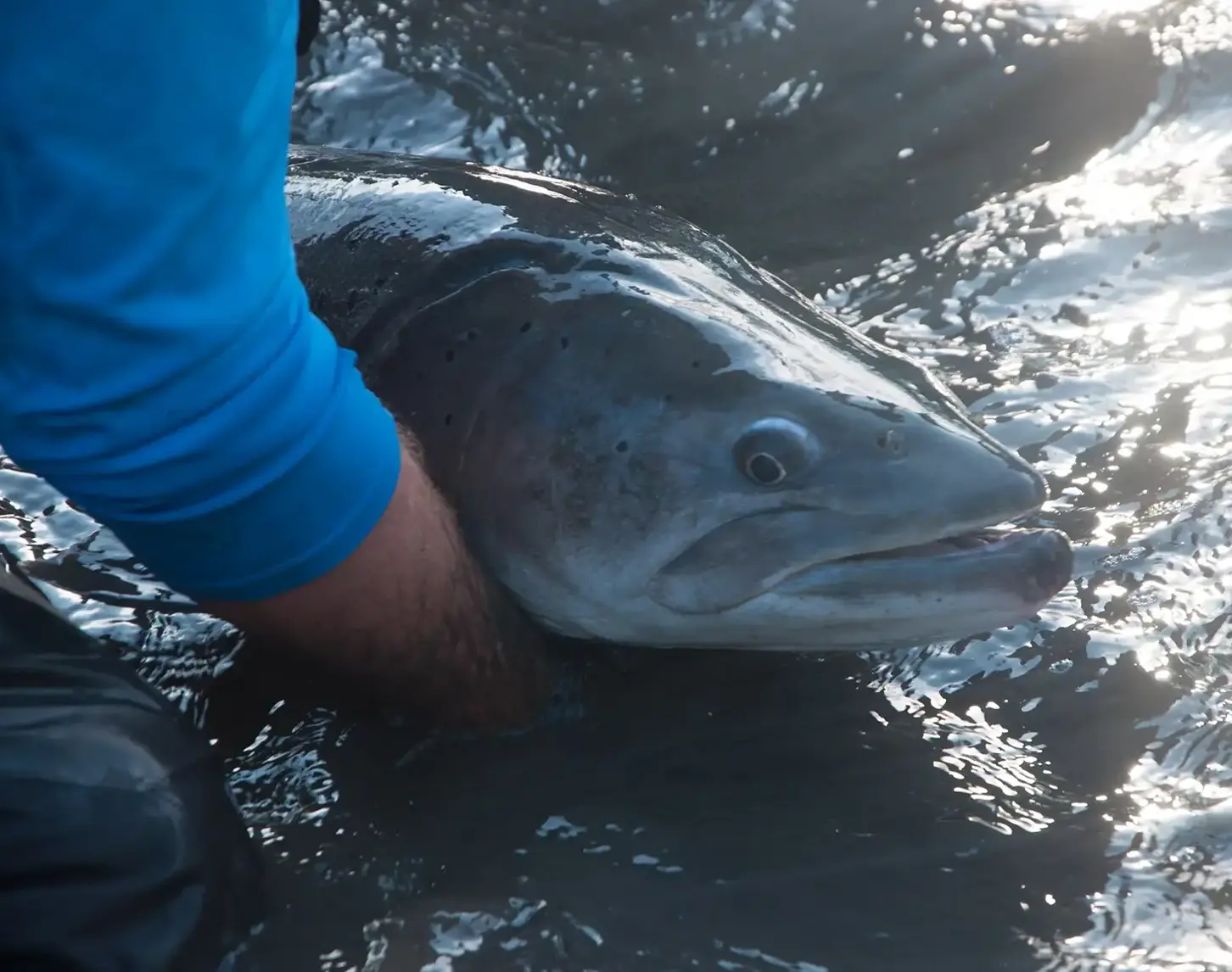 Mit der Renaturierung der Traisen nahm auch wieder die Fischvielfalt zu: Gesichtet wurde ein Huchen mit einer Länge von  113 cm im Projektgebiet LIFE+ Traisen. Der Fisch wird von Thomas Friedrich gehalten.