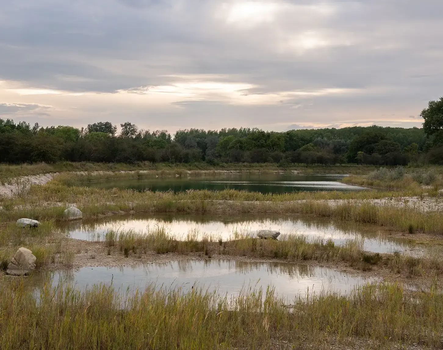 New still waters have been created along the new Traisen and in the neighboring floodplain. Here, the low sun is gently reflected in the water. The pond is lined with reeds.