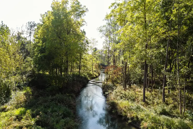 Blick auf die Traisen. Der schmale Fluss zieht sich durch ein Wäldchen bei Sonnenschein.