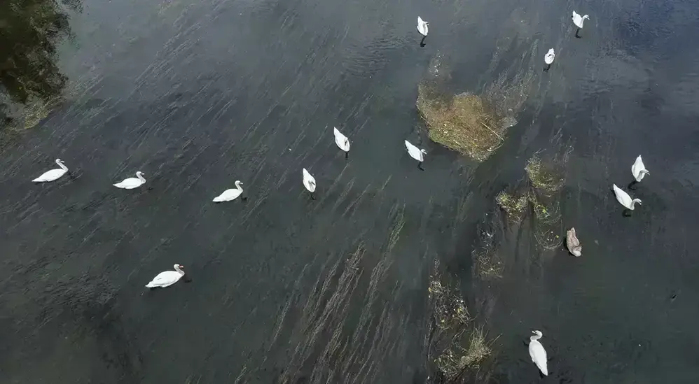 Ein Blick von oben auf die Traisen. Zahlreiche Wasservögel, darunter viele Schwäne, ziehen ihre Bahnen auf dem renaturierten Fluss.